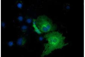 Anti-EXD1 mouse monoclonal antibody (ABIN2453981) immunofluorescent staining of COS7 cells transiently transfected by pCMV6-ENTRY EXD1 (RC206223). (EXD1 antibody)