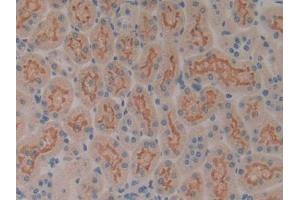 DAB staining on IHC-P; Samples: Rat Kidney Tissue (SP100 antibody  (AA 116-333))