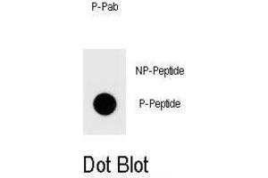 Dot Blot (DB) image for anti-Platelet-Activating Factor Acetylhydrolase 1b, Catalytic Subunit 2 (30kDa) (PAFAH1B2) antibody (ABIN3001954) (PAFAH1B2 antibody)