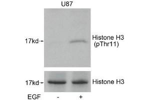 Western blot analysis of extracts from U87 cells untreated or treated with EGF using Histone H3(Phospho-Thr11) Antibody. (HIST1H3A/HIST2H3A/H3F3A (pThr11) antibody)
