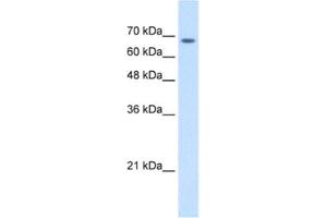 Western Blotting (WB) image for anti-Transmembrane 9 Superfamily Member 1 (TM9SF1) antibody (ABIN2463972) (TM9SF1 antibody)