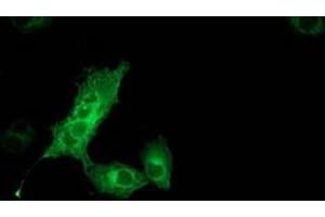 Anti-MGLL mouse monoclonal antibody (ABIN2454565) immunofluorescent staining of COS7 cells transiently transfected by pCMV6-ENTRY MGLL (RC218358). (MGLL antibody)