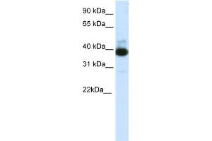 WB Suggested Anti-TTC19 Antibody Titration:  1. (TTC19 antibody  (C-Term))