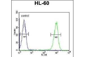 COI Antibody (N-term) (ABIN651142 and ABIN2840096) flow cytometric analysis of HL-60 cells (right histogram) compared to a negative control cell (left histogram). (TMEM57 antibody  (N-Term))