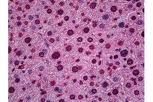 Anti-HES5 antibody IHC of mouse liver. (HES5 antibody  (AA 83-95))