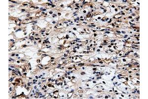Image no. 1 for anti-5'-Nucleotidase Domain Containing 1 (NT5DC1) antibody (ABIN1499836) (NT5DC1 antibody)