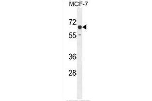 CO027 Antibody (C-term) western blot analysis in MCF-7 cell line lysates (35µg/lane). (C15orf27 antibody  (C-Term))