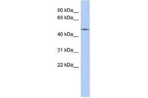 WB Suggested Anti-ETS2 Antibody Titration:  0. (ETS2 antibody  (Middle Region))
