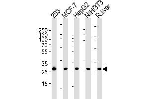 Western blot analysis of lysates from 293,MCF-7,HepG2,mouse NIH/3T3 cell line and rat liver tissue (from left to right),using USF1 Antibody (Center) (ABIN1882051 and ABIN2838485). (Prohibitin antibody  (AA 1-205))