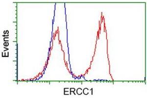 HEK293T cells transfected with either RC200478 overexpress plasmid (Red) or empty vector control plasmid (Blue) were immunostained by anti-ERCC1 antibody (ABIN2453005), and then analyzed by flow cytometry. (ERCC1 antibody)