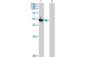 Western Blot analysis of GOLGA2 expression in transfected 293T cell line by GOLGA2 MaxPab polyclonal antibody. (Golgin A2 (GOLGA2) (AA 1-345) antibody)