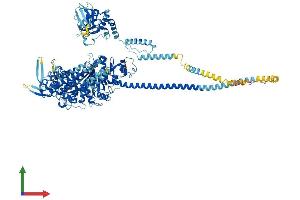 AlphaFold protein structure predicition of Human Recombinant MYO1B Protein, UniprotID O43795 (Myosin IB Protein (MYO1B) (AA 1-1136) (His tag))