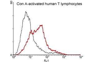 FACS: Con A activated human T lymphocytes were stained significantly using anti-CD137 (human), pAb . (CD137 antibody)
