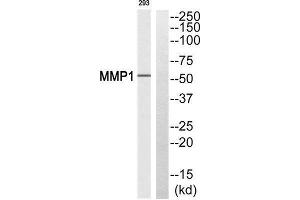 Western Blotting (WB) image for anti-Matrix Metallopeptidase 1 (Interstitial Collagenase) (MMP1) (Cleaved-Pro269) antibody (ABIN1853584) (MMP1 antibody  (Cleaved-Pro269))