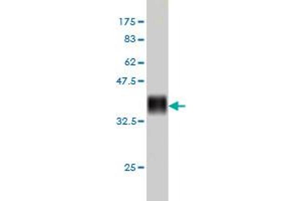 CENPJ antibody  (AA 979-1088)