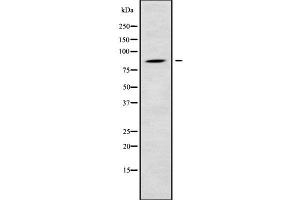 Western blot analysis of RGL1 using COLO205 whole cell lysates