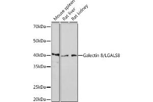 Western blot analysis of extracts of various cell lines, using Galectin 8/LGRabbit mAb (ABIN7268201) at 1:1000 dilution. (LGALS8 antibody)