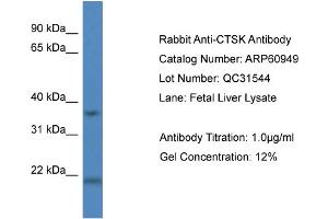 Western Blotting (WB) image for anti-Cathepsin K (CTSK) (Middle Region) antibody (ABIN2788629) (Cathepsin K antibody  (Middle Region))