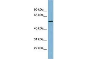 Image no. 1 for anti-Mesoderm Induction Early Response 1, Family Member 2 (MIER2) (AA 287-336) antibody (ABIN6742143) (MIER2 antibody  (AA 287-336))