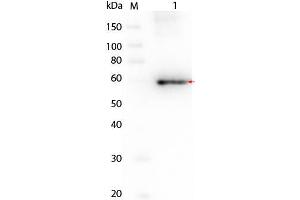 Western Blotting (WB) image for V-Akt Murine Thymoma Viral Oncogene Homolog 3 (Protein Kinase B, Gamma) (AKT3) protein (ABIN5624572)