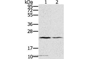 Western blot analysis of Human normal right lung and normal left lung tissue, using EDN2 Polyclonal Antibody at dilution of 1:600