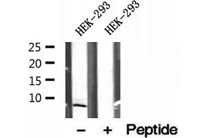 Western blot analysis of extracts of HEK-293 cells, using SEC61G antibody. (SEC61G antibody  (Internal Region))