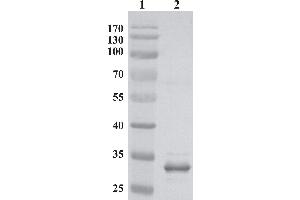 Western Blot testing of MLV-gag antibody, clone 4B2. (MLV p30 antibody)