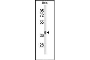 Western blot analysis of PDHA1 Antibody (Center) in Hela cell line lysates (35ug/lane). (PDHA1 antibody  (Middle Region))