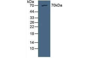 Detection of NUP85 in Human HeLa Cells using Polyclonal Antibody to Nucleoporin 85 (NUP85) (NUP85 antibody  (AA 130-368))