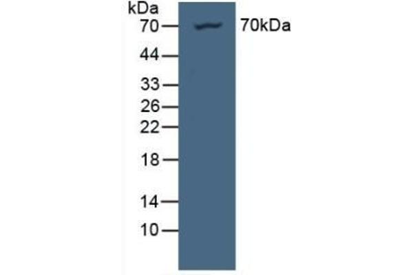 NUP85 Antikörper  (AA 130-368)