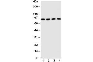 Western blot testing of CUL3 antibody and Lane 1: human HeLa;  2: (h) MCF-7;  3: rat testis;  4: (r) brain tissue lysate. (Cullin 3 antibody  (Middle Region))