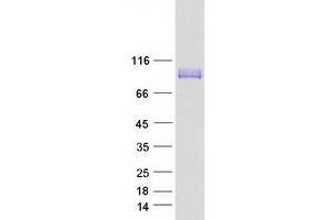 Western Blotting (WB) image for Leucine Rich Repeat Containing 8 Family, Member A (LRRC8A) (Transcript Variant 1) protein (Myc-DYKDDDDK Tag) (ABIN2724947)