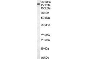 ABIN2559825 staining (0. (SART3 antibody  (C-Term))
