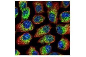 ICC/IF Image Confocal immunofluorescence analysis (Olympus FV10i) of methanol-fixed A431, using Calpain 1, antibody (Green) at 1:500 dilution. (CAPN1 antibody)