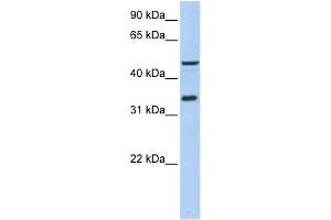 WB Suggested Anti-PIP3-E Antibody Titration:  0. (ICEF1 antibody  (Middle Region))