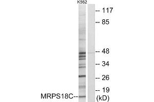 Western Blotting (WB) image for anti-Mitochondrial Ribosomal Protein S18C (MRPS18C) (Internal Region) antibody (ABIN1850530) (MRPS18C antibody  (Internal Region))