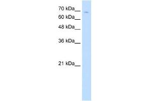TCF25 antibody (20R-1266) used at 0. (TCF25 antibody  (N-Term))