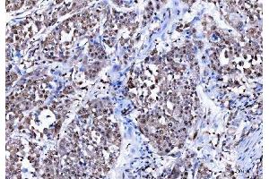 IHC analysis of BAT3/BAG6 using anti-BAT3/BAG6 antibody (ABIN6719601).