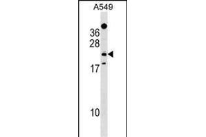 EFHD1 Antibody (Center) (ABIN1538567 and ABIN2849477) western blot analysis in A549 cell line lysates (35 μg/lane). (EFHD1 antibody  (AA 68-94))