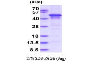 SDS-PAGE (SDS) image for Matrix Metallopeptidase 10 (Stromelysin 2) (MMP10) (AA 99-476) protein (His tag) (ABIN5853516) (MMP10 Protein (AA 99-476) (His tag))