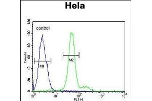 ELOVL5 Antibody (C-term) (ABIN653926 and ABIN2843160) flow cytometric analysis of Hela cells (right histogram) compared to a negative control cell (left histogram). (ELOVL5 antibody  (C-Term))