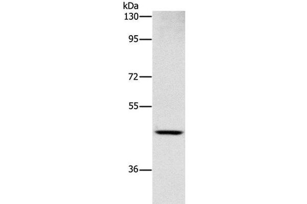 SIGLEC6 antibody