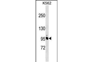 Western blot analysis in K562 cell line lysates (35ug/lane). (NCAPH antibody  (AA 354-382))