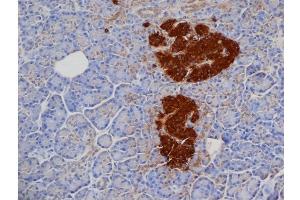 Formalin Fixed, Paraffin Embedded Human pancreas stained with Mouse anti Pig Insulin Antibody Cat. (Insulin antibody)