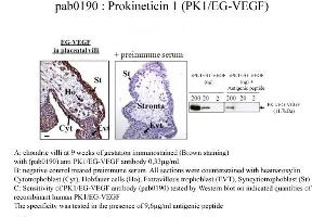 Image no. 2 for anti-Prokineticin 1 (Prok1) (N-Term) antibody (ABIN347051) (Prokineticin 1 antibody  (N-Term))