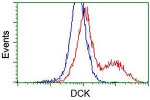 HEK293T cells transfected with either RC210767 overexpress plasmid (Red) or empty vector control plasmid (Blue) were immunostained by anti-DCK antibody (ABIN2454431), and then analyzed by flow cytometry.