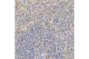 Immunohistochemistry (IHC) image for anti-Prosaposin (PSAP) (AA 60-310) antibody (ABIN3022606)