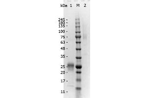 SDS-PAGE of F(ab')2 Rabbit anti-Mouse IgG Antibody min x Human serum proteins. (Rabbit anti-Mouse IgG (Heavy & Light Chain) Antibody - Preadsorbed)