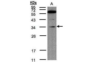 WB Image Sample(30 μg of whole cell lysate) A:Raji , 12% SDS PAGE antibody diluted at 1:200
