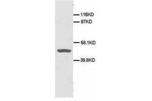 Image no. 1 for anti-CD40 (CD40) (N-Term) antibody (ABIN1495124) (CD40 antibody  (N-Term))